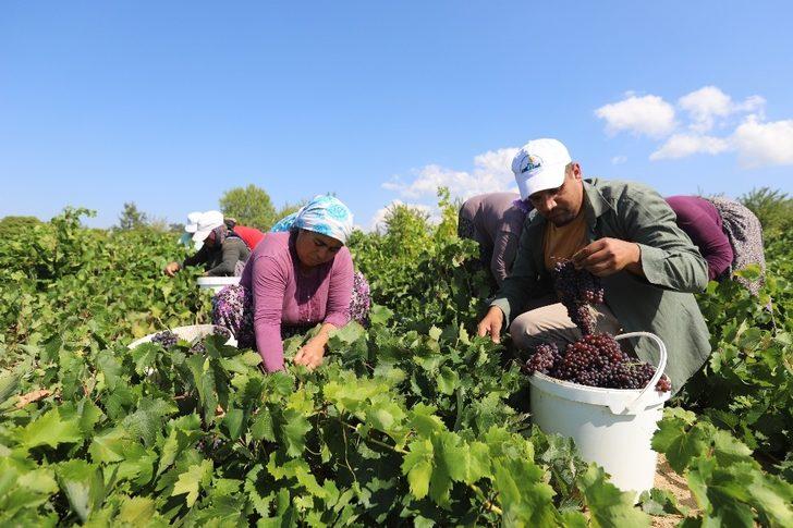 Gülnar’da kişniş üzümü hasadı başladı G2