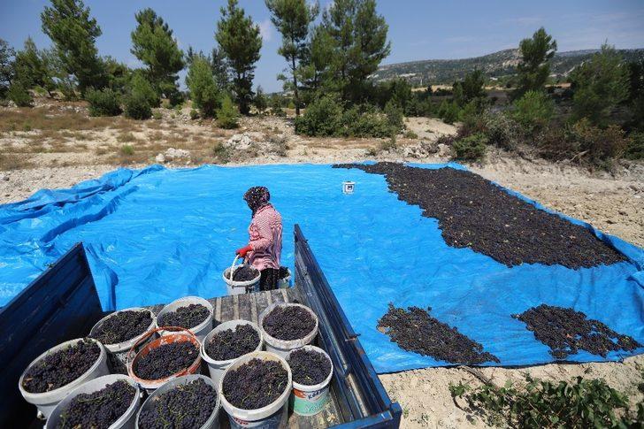 Gülnar’da kişniş üzümü hasadı başladı G4