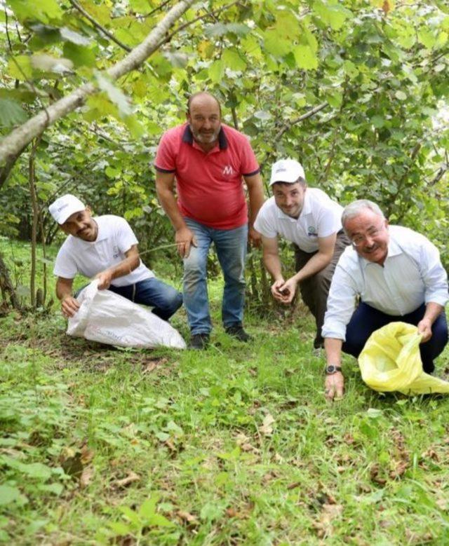 Hilmi Güler fındık bahçesinde