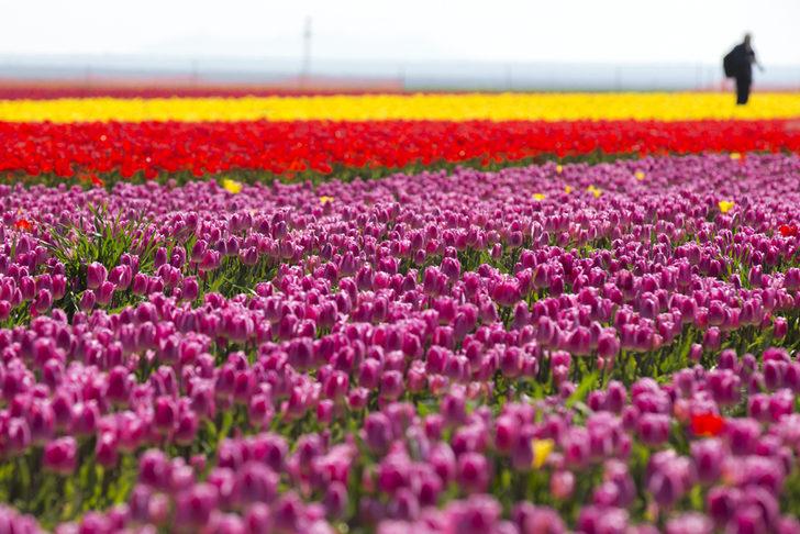 Topraktaki gökkuşağı büyülüyor G1