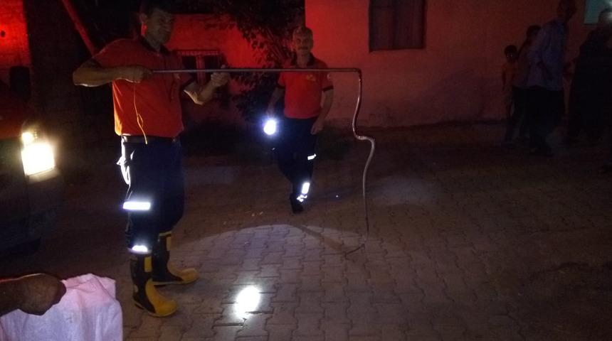 Evdeki yılan paniğe neden oldu