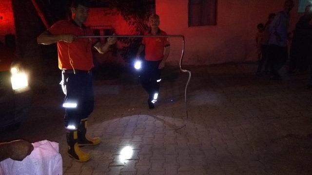Evdeki yılan paniğe neden oldu (2)
