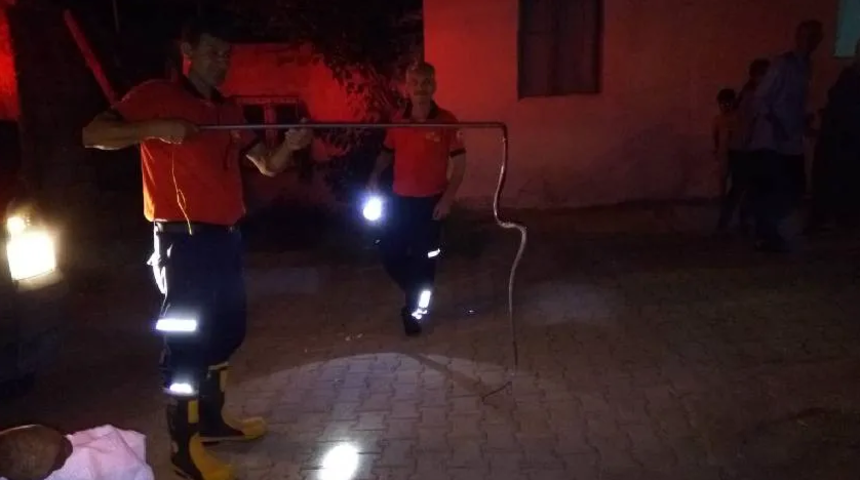 Adana'da yılan paniği! Bir günde ikinci yılan vakası!