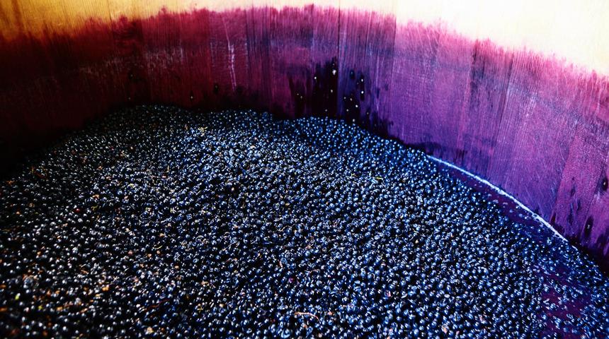 Yaşı da kurusu da şifa kaynağı