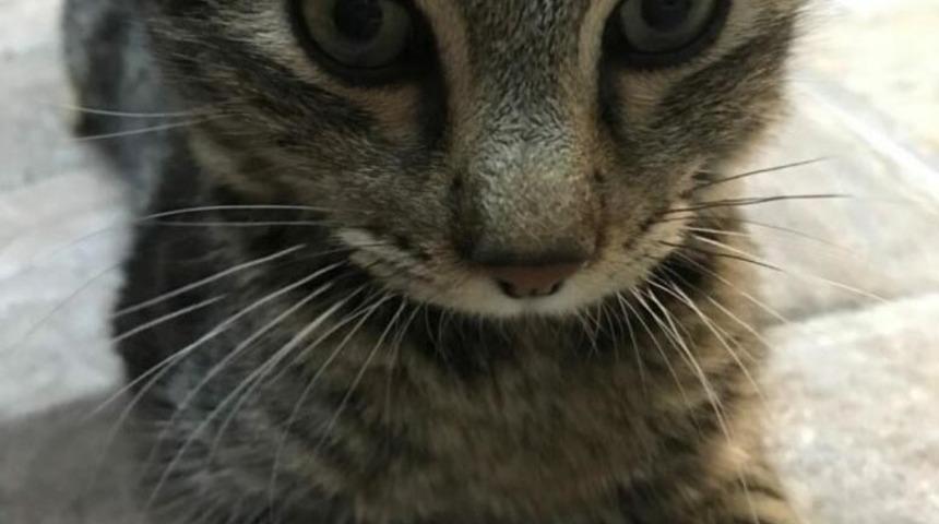 Yavru kedi 'Mimoza' hayata tutundu