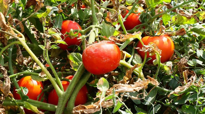 Yemek i&ccedil;in aylar &ouml;ncesinden sıraya giriyorlar! Ayaş domatesinin siparişine yetişemiyor