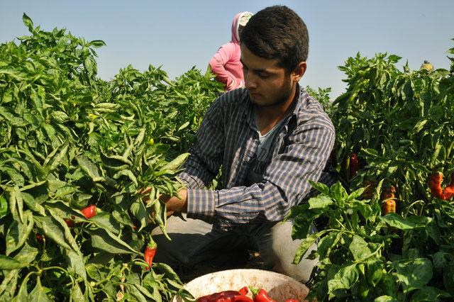 36 derece sıcakta kırmızı biber hasadı