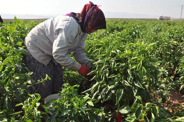 36 derece sıcakta kırmızı biber hasadı