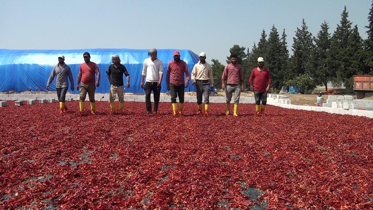 Kırmızı altının hasadına başlandı