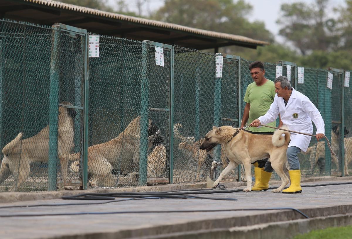 Devlet eliyle &uuml;retilen kangal k&ouml;pekleri daha doğmadan sahipleri oluyor 