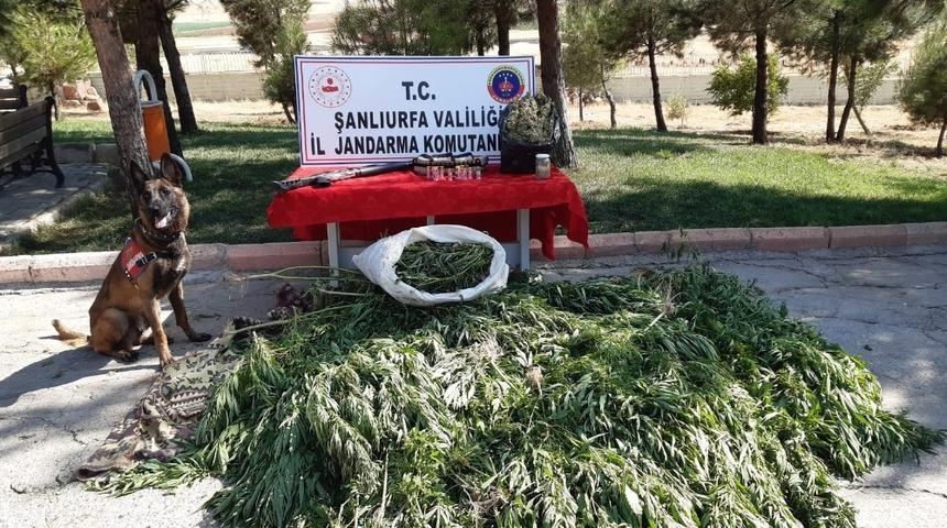 Şanlıurfa&rsquo;da 512 k&ouml;k kenevir ele ge&ccedil;irildi