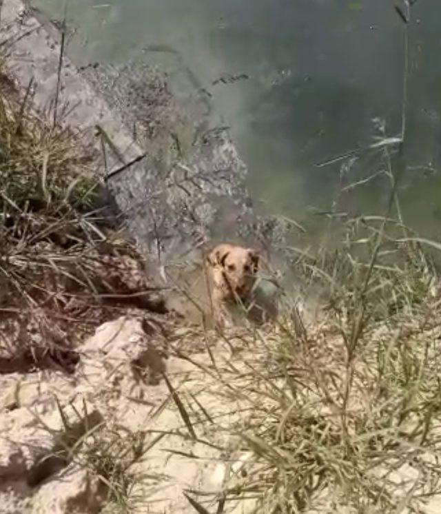 Su dolu inşaat alanına düşen köpek kurtarıldı