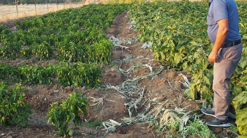 Kulp&rsquo;ta yaban domuzları k&ouml;yleri istila etti