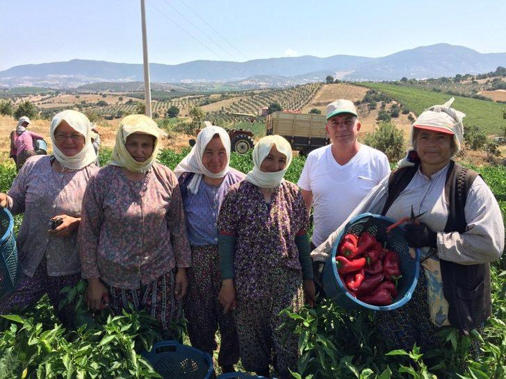 Kırmızı biberde hasat zamanı G1
