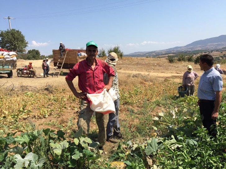 Kırmızı biberde hasat zamanı G2