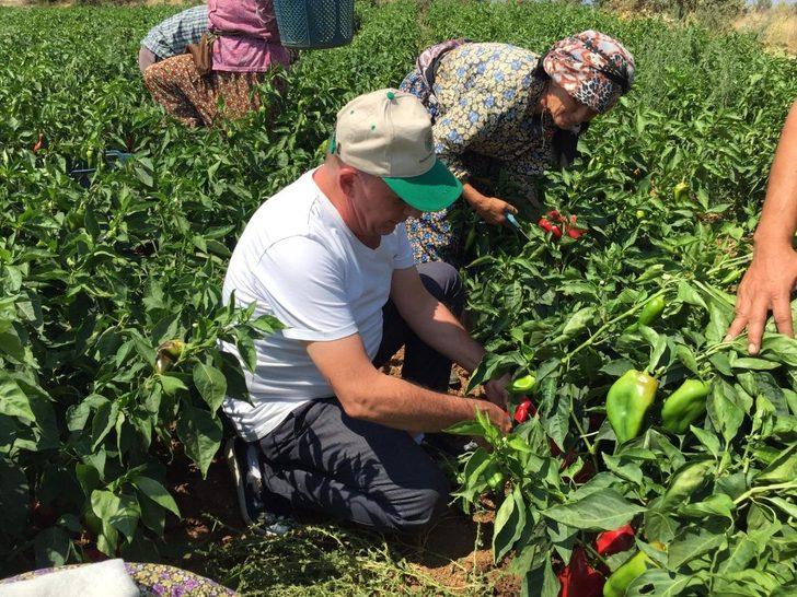 Kırmızı biberde hasat zamanı G3
