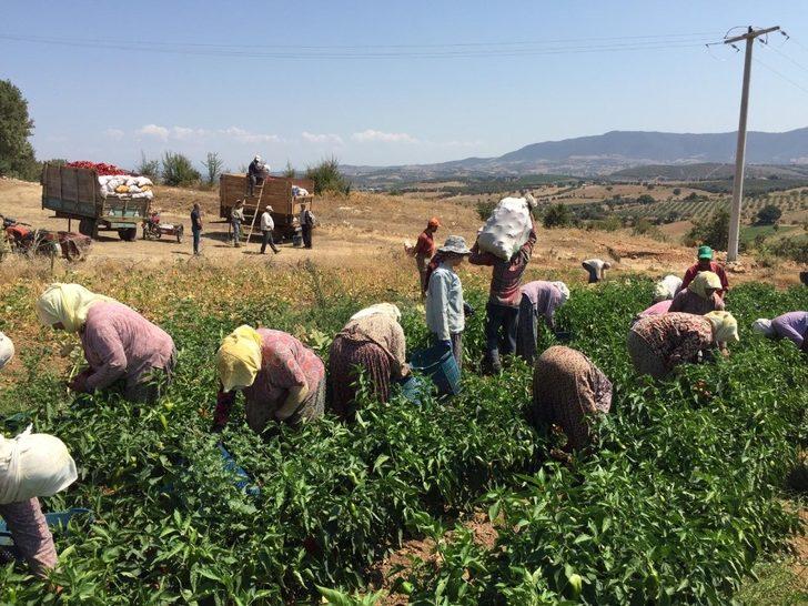 Kırmızı biberde hasat zamanı G4