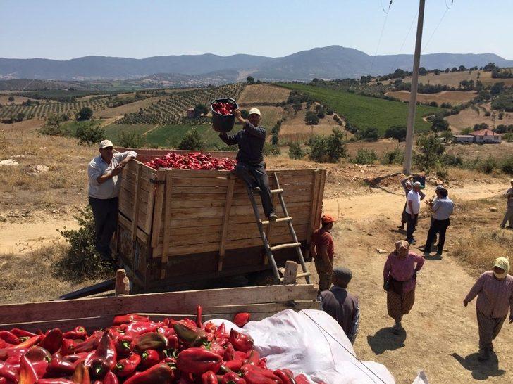 Kırmızı biberde hasat zamanı G5