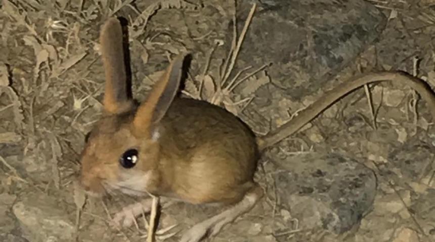 Tunceli&rsquo;de kanguru faresi g&ouml;r&uuml;nt&uuml;lendi