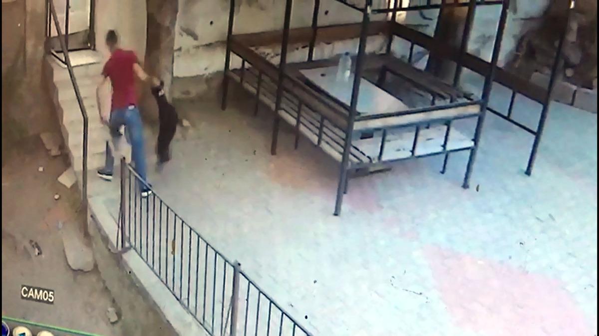 Dehşet anları! &Ouml;nce k&ouml;peğinin, kedileri &ouml;ld&uuml;rmesini izledi sonra...