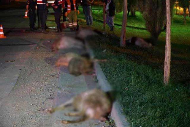 Otomobil koyun s&uuml;r&uuml;s&uuml;ne daldı: 2 yaralı, 10 koyun &ouml;ld&uuml; 2