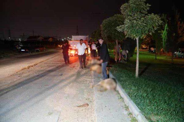 Otomobil koyun s&uuml;r&uuml;s&uuml;ne daldı: 2 yaralı, 10 koyun &ouml;ld&uuml; 3