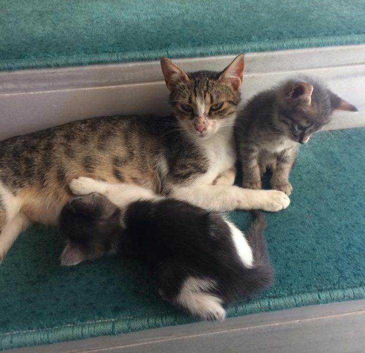 İstanbul'da cami cemaati kaybolan yavru kediler için seferber oldu G1