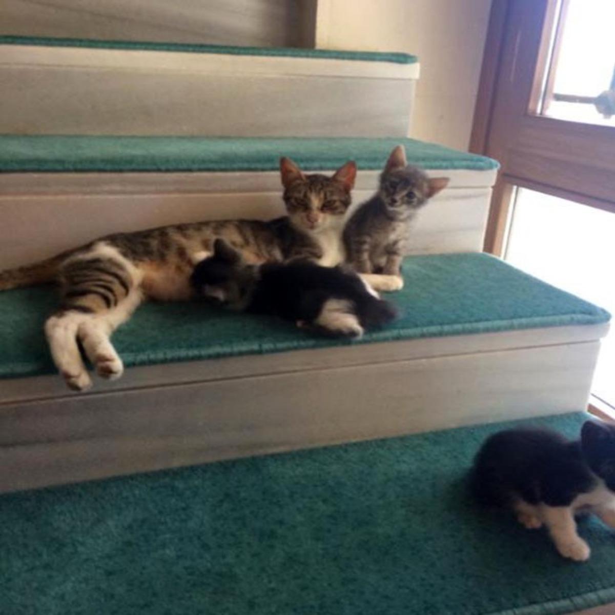 İstanbul'da cami cemaati kaybolan yavru kediler i&ccedil;in seferber oldu