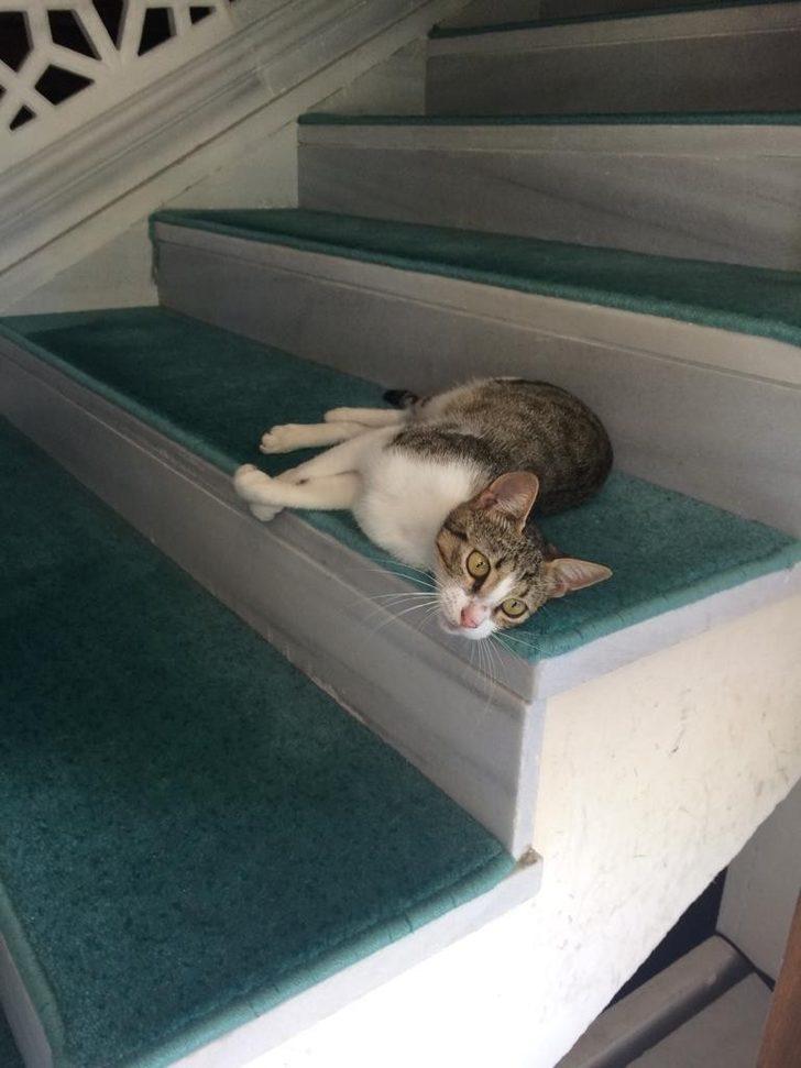 İstanbul'da cami cemaati kaybolan yavru kediler için seferber oldu G2