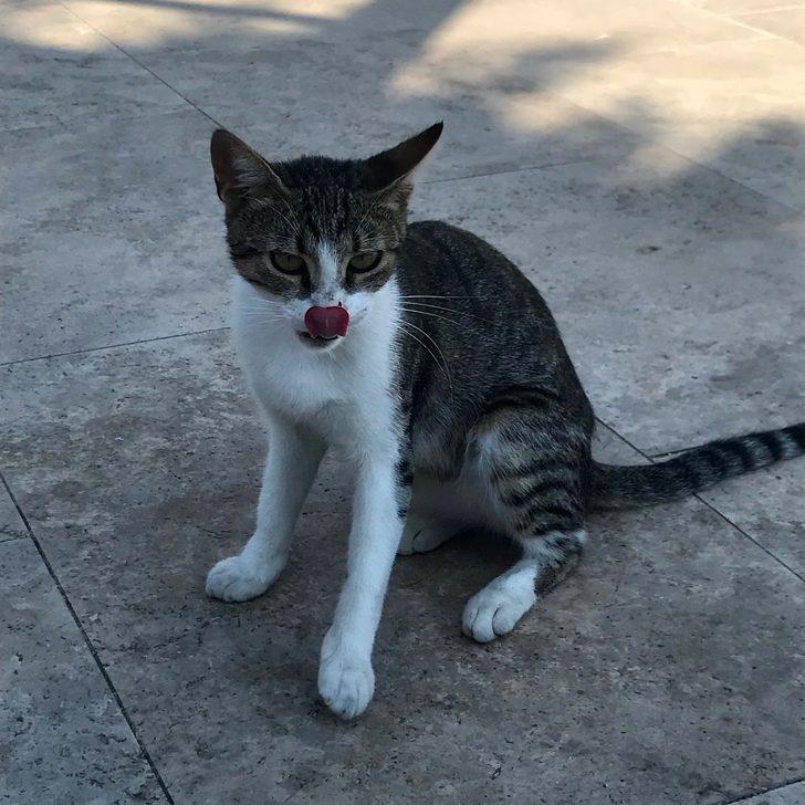 İstanbul'da cami cemaati kaybolan yavru kediler için seferber oldu G3