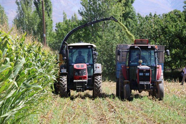 Silajlık mısır hasadı Erzincan’da başladı