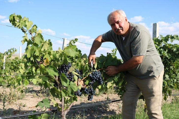 Yozgat’ta pekmez kazanları kaynamaya başladı G3