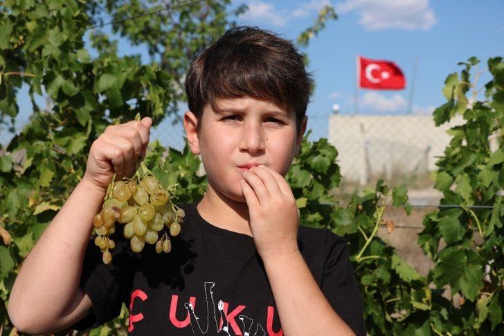 Yozgat’ta pekmez kazanları kaynamaya başladı G4