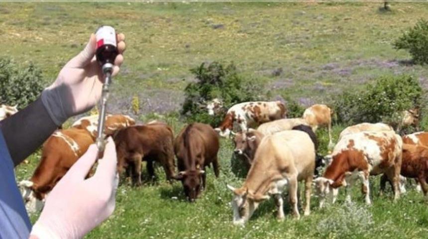 Güz dönemi şap aşılama kampanyası başladı