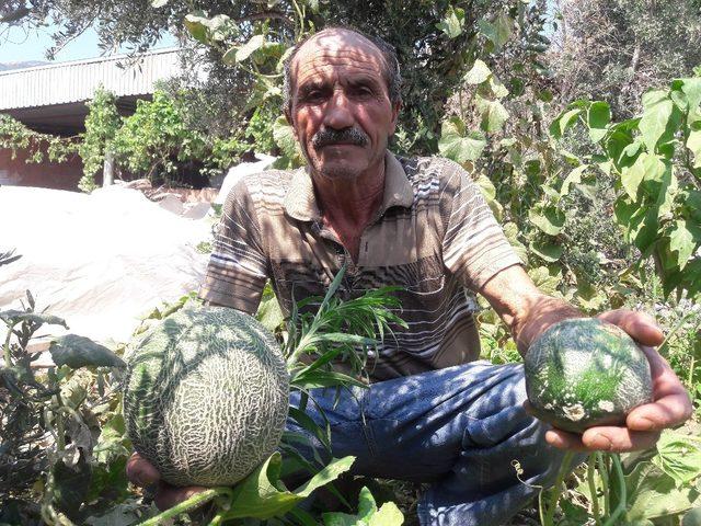 Kavunun görüntüsü görenleri şaşırttı