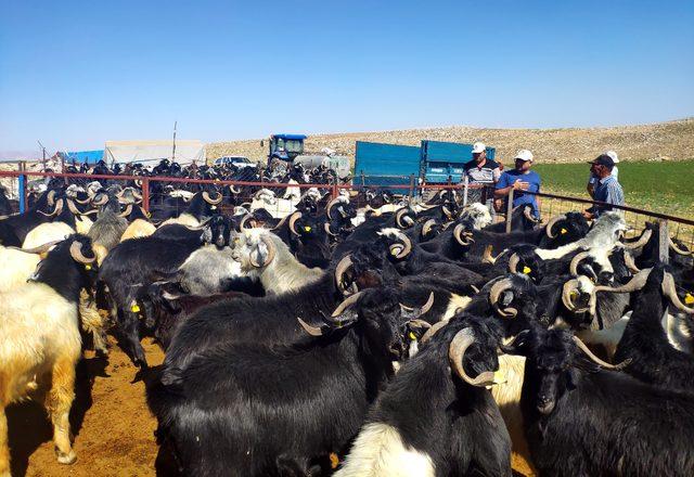 Toroslardan gelen lezzet: Deri peyniri