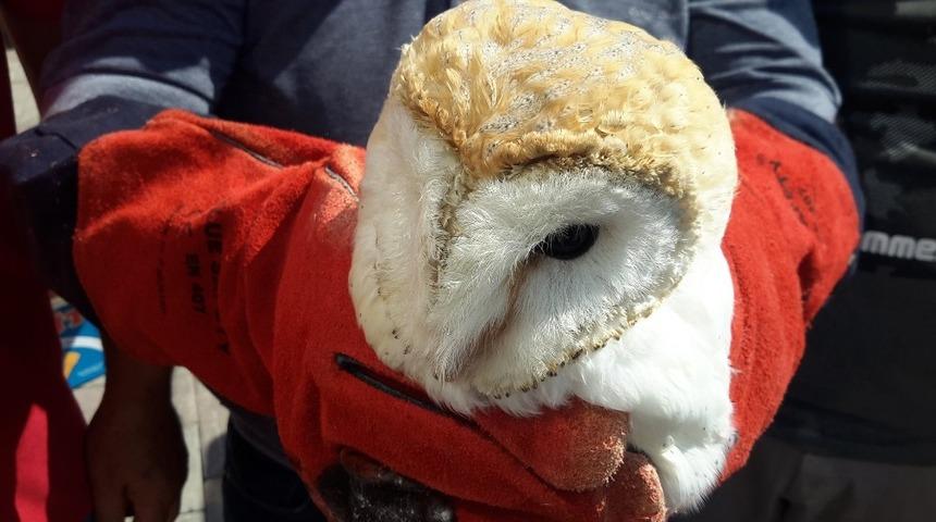 Yaralı pe&ccedil;eli baykuş tedaviye alındı