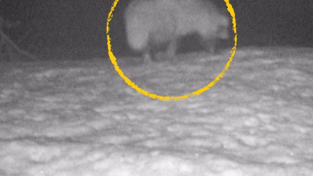 Türkiye'de ilk kez 'rakun köpeği' görüntülendi