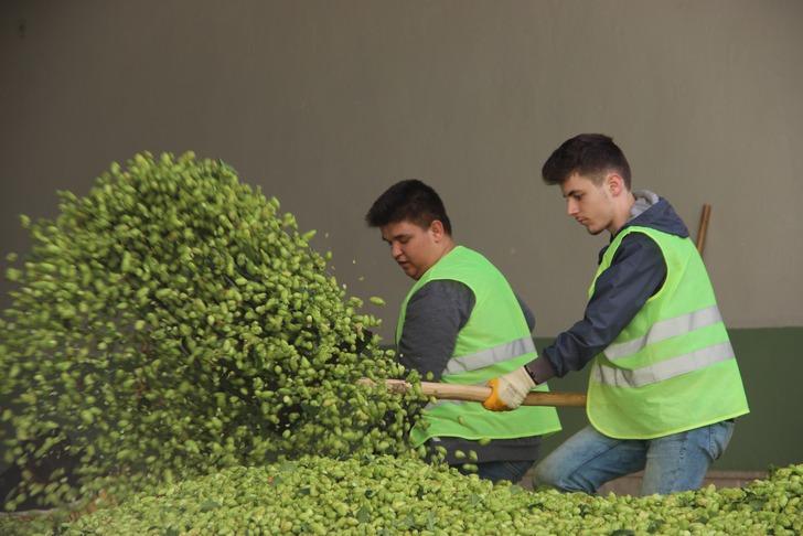 Şerbetçi otu şifa dağıtıyor G1