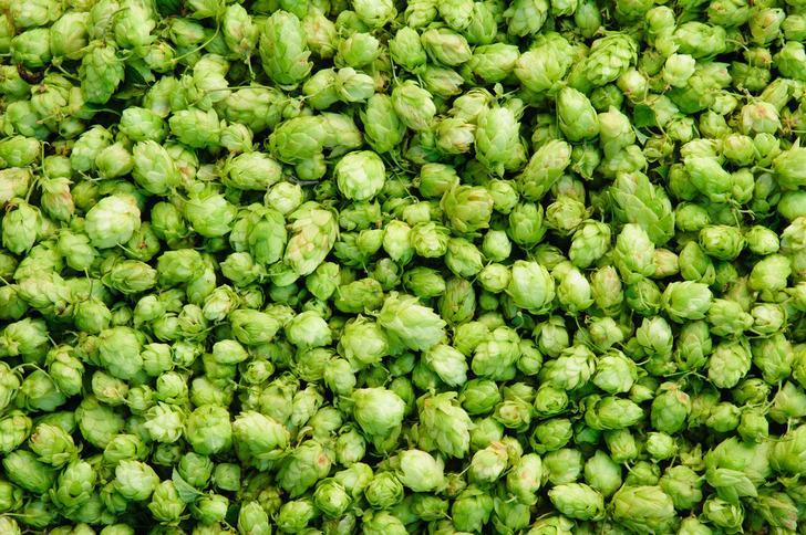 Şerbetçi otu şifa dağıtıyor G5