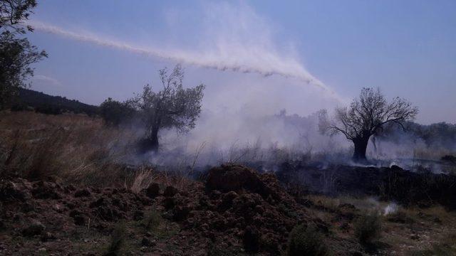 Burhaniye’de ot yangınlarında ağaçlar zarar gördü