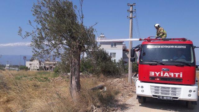 Burhaniye’de ot yangınlarında ağaçlar zarar gördü