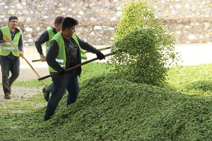 Şerbetçi otu şifa dağıtıyor G2