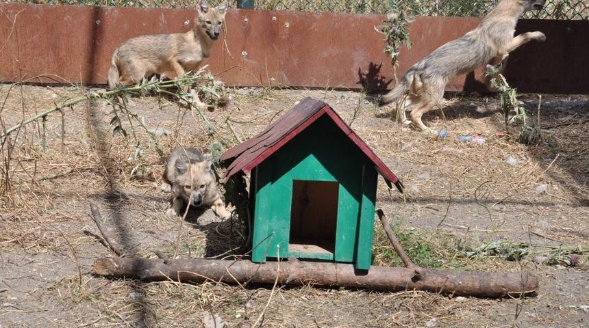 Kars&rsquo;ta tedavileri tamamlanan &ccedil;akallar doğaya bırakıldı