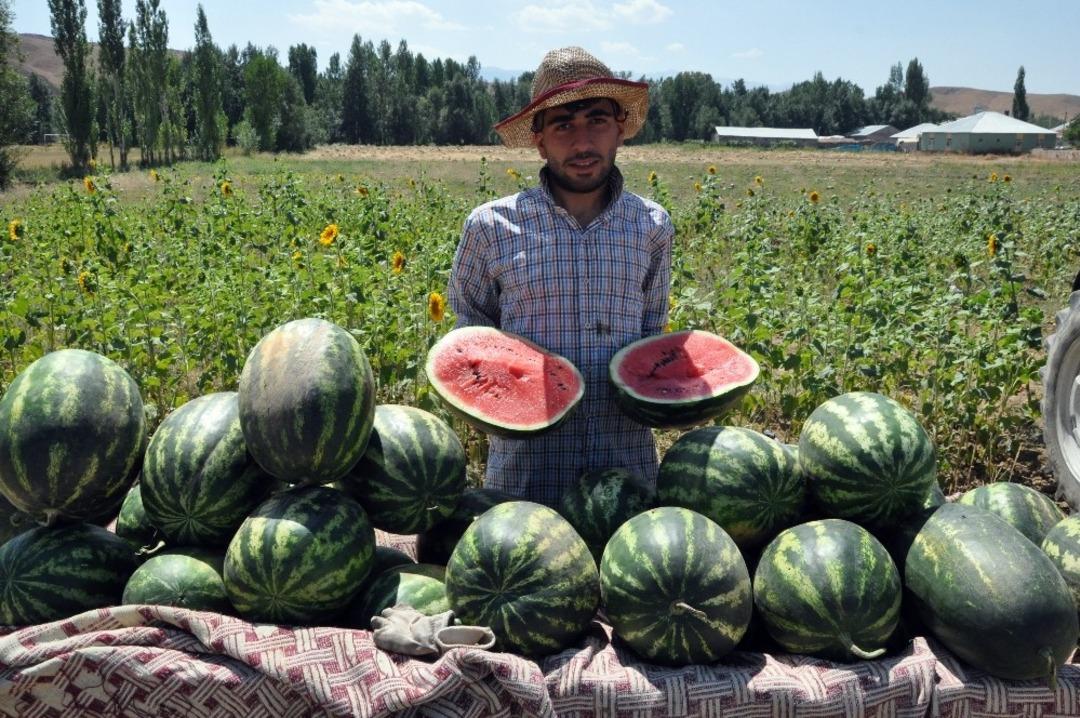 Diyarbakır&rsquo;ın değil, Y&uuml;ksekova&rsquo;nın karpuzu