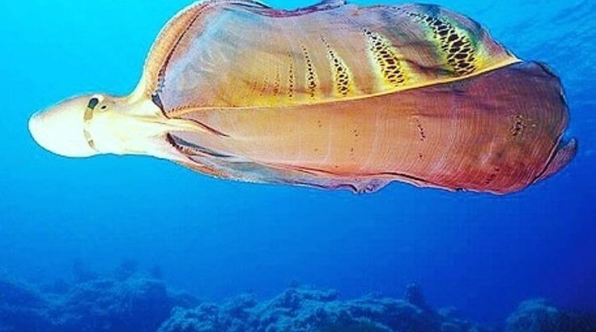 Daha önce görmediniz! Ne olduğunu duyunca ağzınız açık kalacak