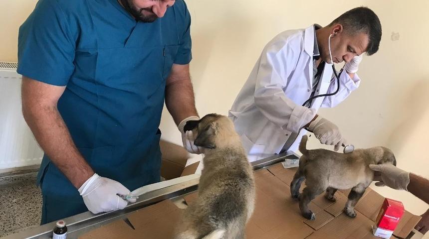 Yavru k&ouml;pekler sağlık taramasından ge&ccedil;irildi
