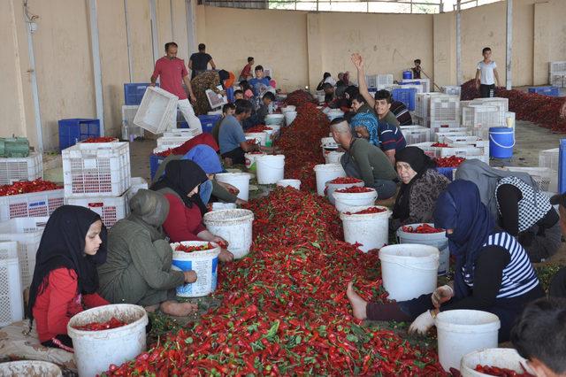 Kırmızı biber 8 bin kişiye iş sağlıyor