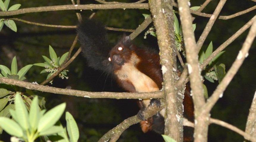 Yeni bir t&uuml;r 'u&ccedil;an sincap' keşfedildi