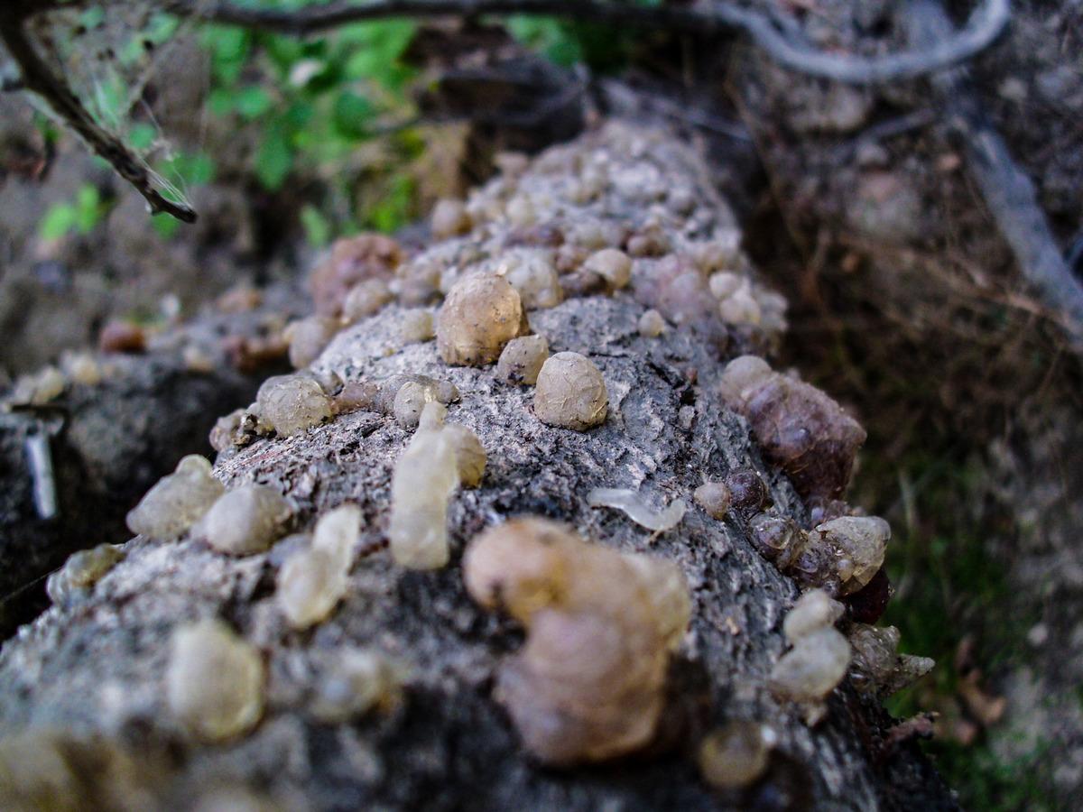 Asırlık sakız ağa&ccedil;larından hasat heyecanı